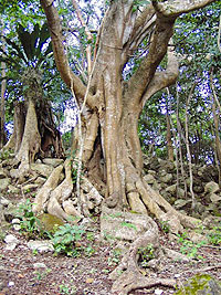 Cozumel Hiking