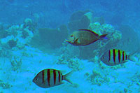 Cozumel Unlimited Snorkel Fish