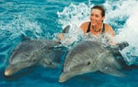 Cozumel Dolphin Swim