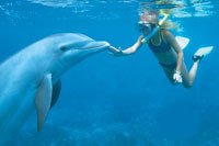 Dolphin Swim Adventure Cozumel