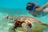Sea Turtle Snorkeling Tour