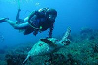Scuba Diving Cozumel Turtles