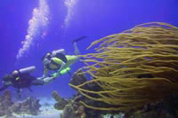 Specialty Scuba Diving Training in Cozumel