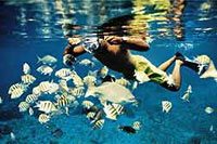Cozumel Snorkeling