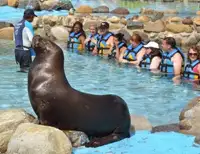 groups in cozumel