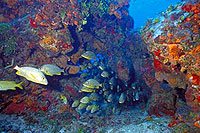 Cozumel Coral Reef Snorkeling