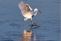 Birdwatching in Cozumel Mexico