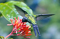 Cozumel Bird Sanctuary