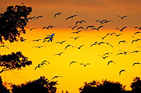 Cozumel Birdwatching