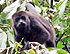 Coba & Monkey Preserve