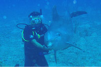 Dolphin Swimming in Cozumel Mexico