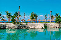 Cozumel Dolphins