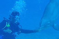 Cozumel Dolphin Swim