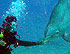 Dive With Dolphins