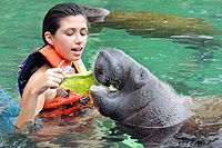 Cozumel Manatees