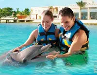 Dolphin Royal Swim