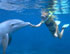 Swim With Dolphins