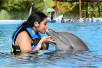 Dolphin Swimming in Cozumel Mexico