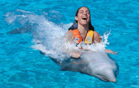 Cozumel Dolphin Swimming