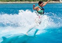 Dolphin Swimming in Cozumel Mexico