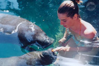 Swim With Manatees Cozumel