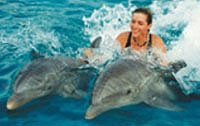 Dolphin Swimming in Cozumel Mexico