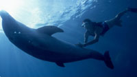 Cozumel Dolphins