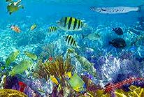 Cozumel Barrier Reef Snorkeling