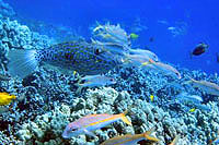Cozumel Coral Reef Snorkeling