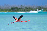 Rio Lagartos Birdwatching Cozumel