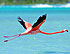 Rio Lagarto Flamingo Haven