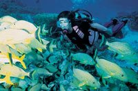 PADI Open Water Referral Course in Cozumel