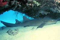 Shark Cozumel Diving
