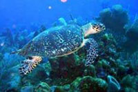 Cozumel Scuba Diving Reef