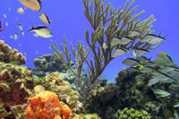 Cozumel Scuba Diving Course