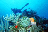 Nitrox Training Cozumel
