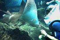 Sealife Tour Cozumel