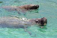 Manatee at Sian Kaan