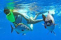 Palancar Reef Snorkeling