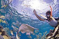 Stingray Beach, Cozumel Tours