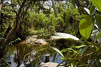 Cenote at the Temazcal Steam Lodge