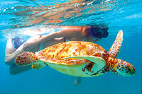 Cozumel Sea Turtle Snorkeling