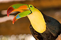 Xcaret Tour Cozumel Birds