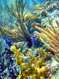 Yal-Ku Lagoon Snorkeling