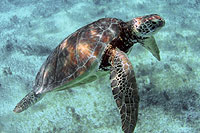 Snorkeling with Sea Turtles