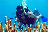 Skyreef Snorkeling Tour Cozumel