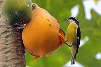 Cozumel Birdwatching