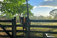 Cozumel Jungle Horseback Ride