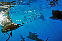 Sailfish Snorkeling Tour Cozumel