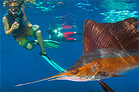 Sailfish Snorkeling Adventure